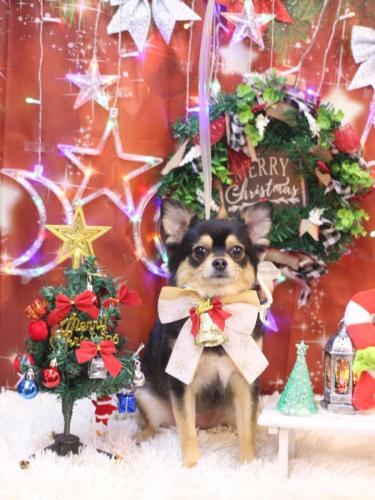 20231216ももちゃん